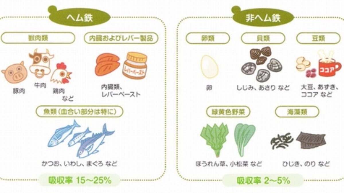 ヘム 鉄 と 非 ヘム 鉄 の 違い